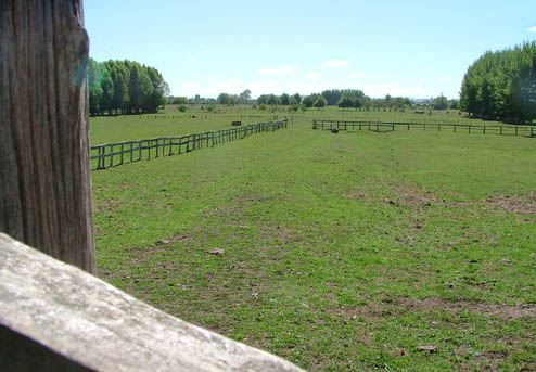 Private Sale - Waikato Lifestyle Block Picture 3