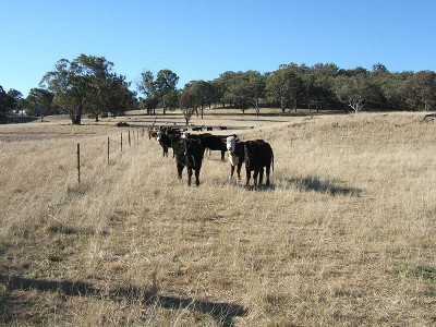 PRODUCTIVE EASTERN GRAZING COUNTRY Picture
