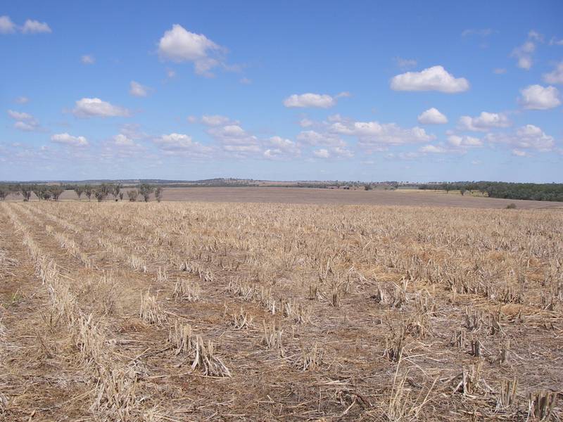 2009 SORGHUM AND WHEAT CROP COMPETITION WINNER Picture 2