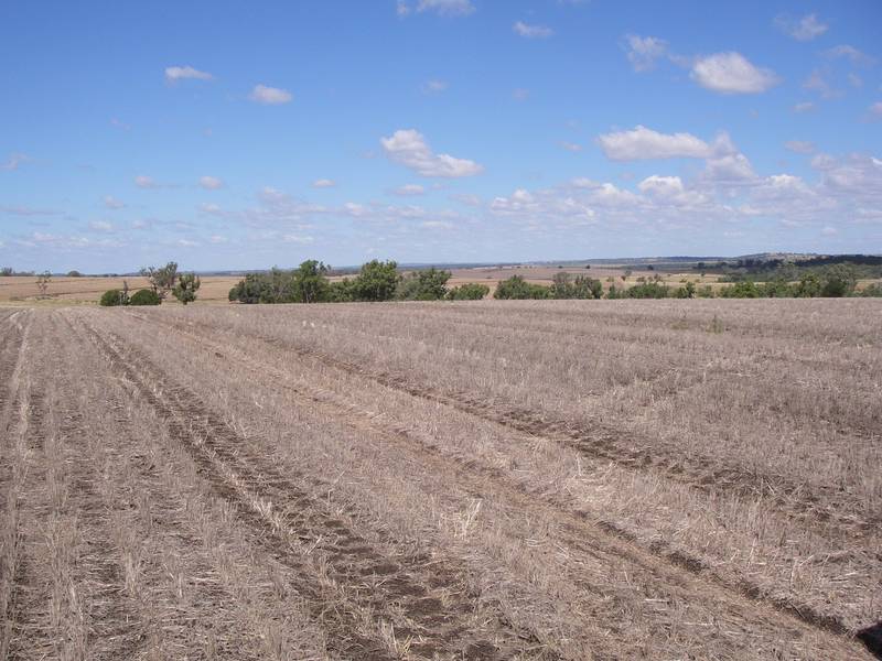 2009 SORGHUM AND WHEAT CROP COMPETITION WINNER Picture 3