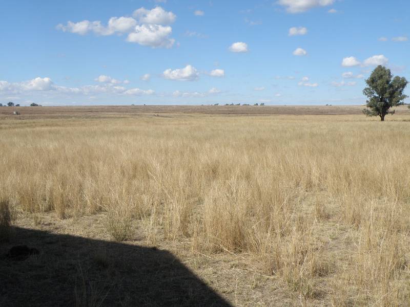 QUALITY CROPPING OR CATTLE COUNTRY Picture 2