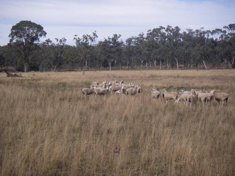 SMALL GRAZING BLOCK Picture 1