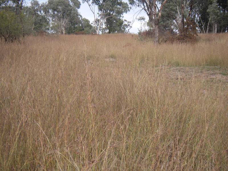 SMALL GRAZING BLOCK Picture 2