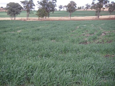 PRODUCTIVE & GOOD IMPROVEMENTS Picture PRODUCTIVE & GOOD IMPROVEMENTS Picture