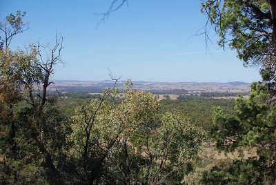 TIMBERED GRAZING BLOCK Picture