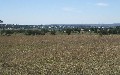 NORTHERLY VIEWS OVER INVERELL Picture