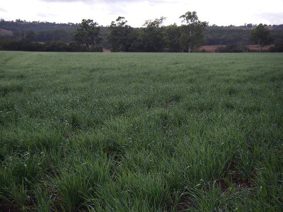 LOOKING FOR EXTRA COUNTRY? Picture