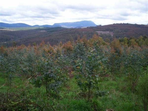 Forestry Plantation Opportunity - Near Devonport Picture Forestry Plantation Opportunity - Near Devonport Picture