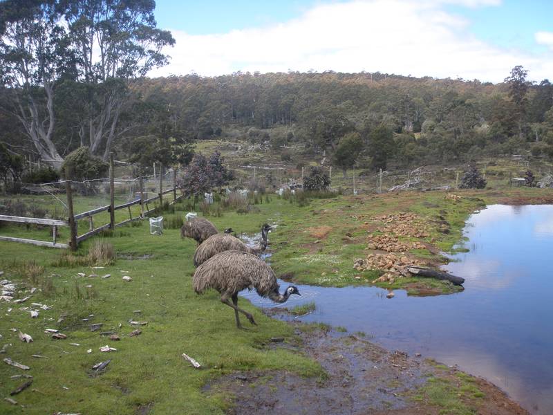 Massive Tourism Opportunity 10 Min from Cradle Mountain Picture 1