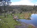 Massive Tourism Opportunity 10 Min from Cradle Mountain Picture