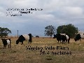 The Perfect Lifestyle Close to Devonport 26ha (65 acre) Farm with
potential $50,000 income
and a 3 bedroom home Picture