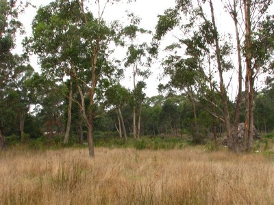 5 Acres in Town Picture