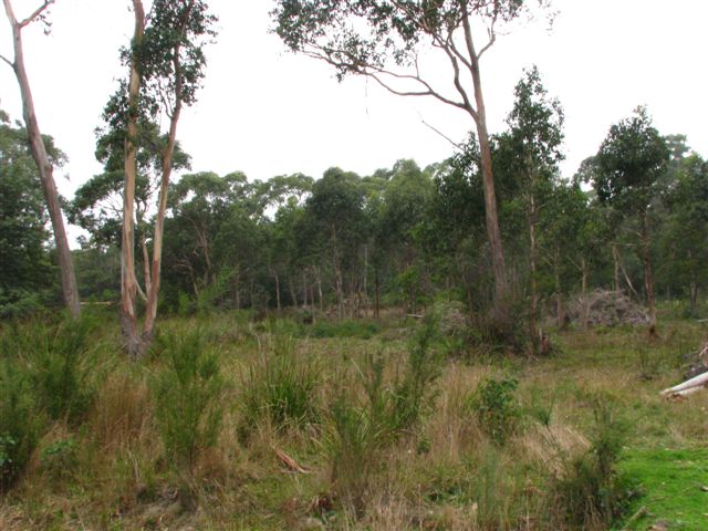 5 Acres in Town Picture 3