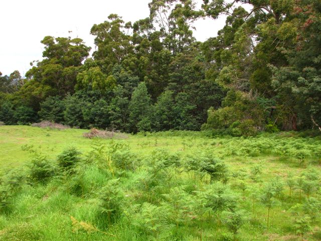 VIEWS, BUSH, WILD LIFE build your dream home Picture 2