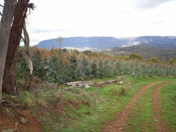 Forestry Plantation Opportunity - Near Devonport Picture 1