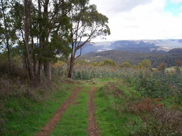 Forestry Plantation Opportunity - Near Devonport Picture 2