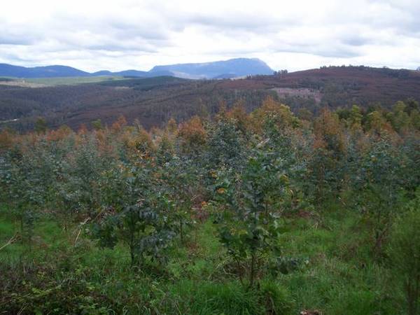 Forestry Plantation Opportunity - Near Devonport Picture 3