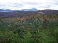 Forestry Plantation Opportunity - Near Devonport Picture
