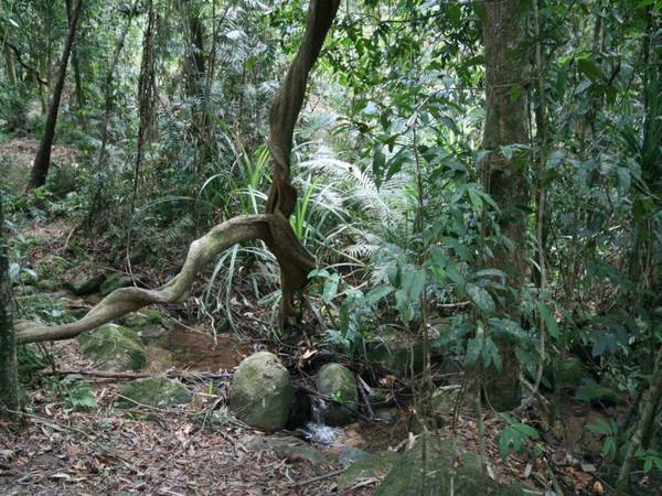 TROPICAL HIDEAWAY - Lifestyle or Invest. Picture