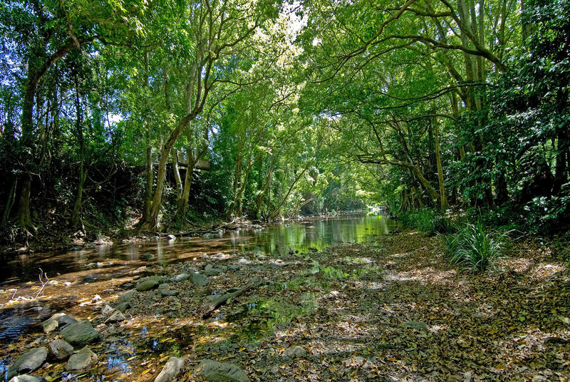 REDLYNCH LAND... BACKING ONTO CREEK, OVER 700SQM Picture 3