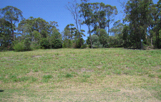 TRANQUIL BUSH SETTING Picture 1