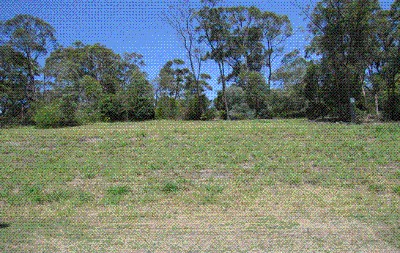 TRANQUIL BUSH SETTING Picture TRANQUIL BUSH SETTING Picture