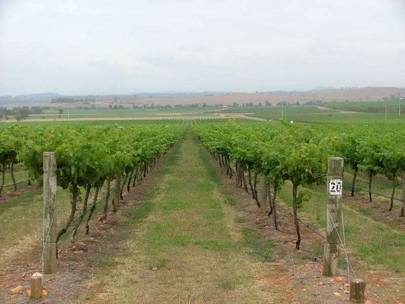 Denman Rouge Vineyard Picture 2