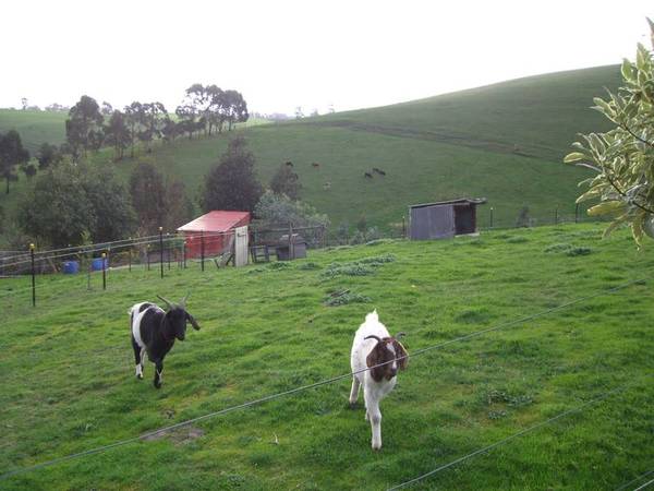 GREAT VALUE COMPLETE COUNTRY PACKAGE Picture 3