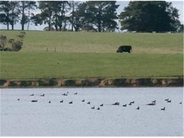 SPRINGS ESTATE Picture 1