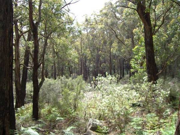 156 ACRES OF STUNNING BUSH Picture 2