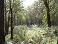 156 ACRES OF STUNNING BUSH Picture
