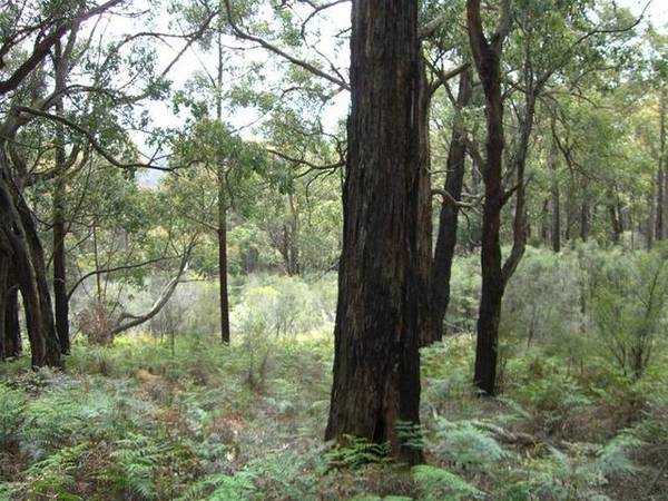 156 ACRES OF STUNNING BUSH Picture 3