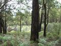 156 ACRES OF STUNNING BUSH Picture