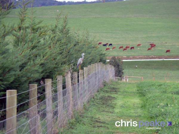 A RARE JEWELL Picture