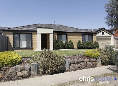 A RAY OF SUNSHINE IN SITTELLA Picture