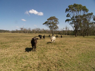 QUALITY ACRES Picture