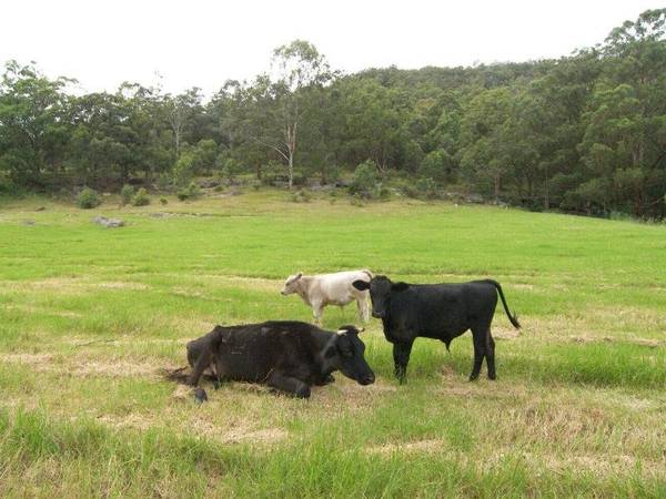 RURAL LIFESTYLE - BLANK CANVAS Picture