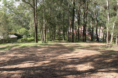 Searching For A Tree Change? Picture Searching For A Tree Change? Picture