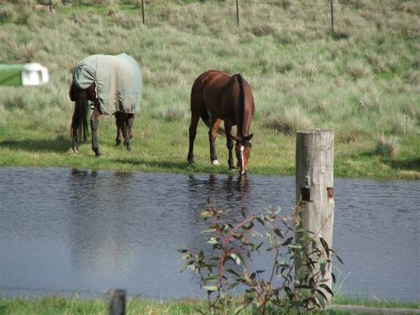 Abington Park-13 acres HOME FOR MAN AND HIS BEAST Picture 2