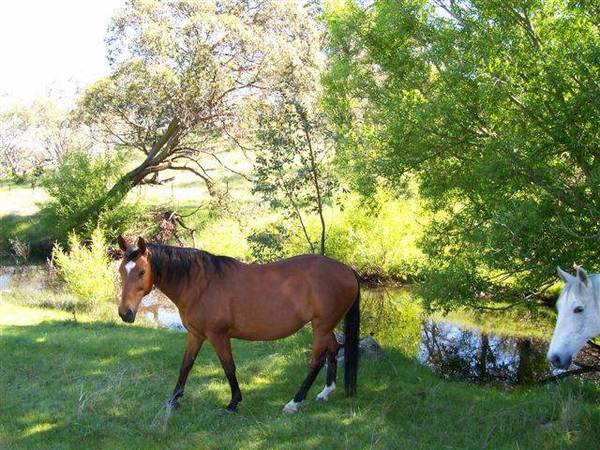 East Jindabyne Rural Picture 2