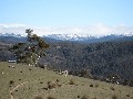 138.5ha of Arable Land with Stunning Snowy Mountains Views Picture