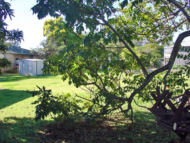 VACANT LAND BIRKDALE Picture 2