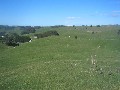 GRAZING LAND Picture