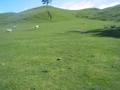 GRAZING LAND Picture