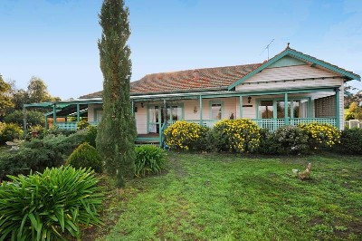 AMONGST THE OLIVE TREES Picture