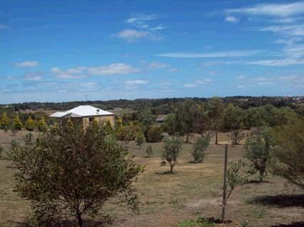 AMONGST THE OLIVE TREES Picture 2
