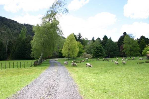 Beef, Deer and Sheep Fininshing Unit Picture 2