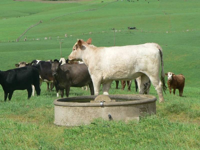 MATIRA GRAZING LIMITED Picture 3