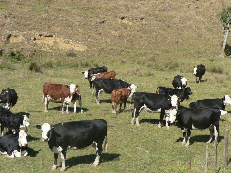 Genuine Sheep & Beef Farm Picture 3