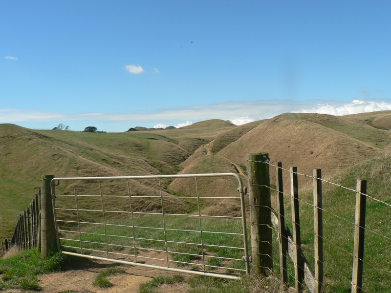 Genuine Sheep & Beef Farm Picture 1